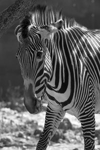 Zebra photo: a zebra looking at you, close up.