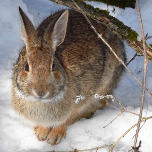 Rabbit photo: a close up of a rabbit looking at you and sitting in snow.