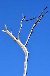 Tree photo: leafless branches with snow, reaching up to a blue sky.