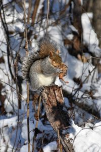Squirrel photo: A grey squirrel sitting on a stump, eyes closed, enjoying a snack.