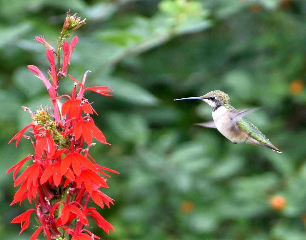 Hummingbird hovering in front of red flower