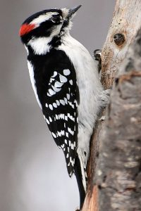 Bird photo: a male downy woodpecker on a tree.