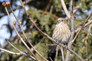 Bird photo: a female house finch sitting in a tree.