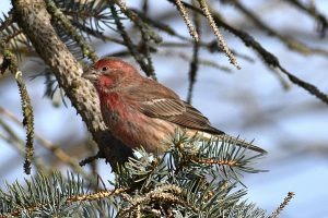 Bird photo: a male house finch sitting in a tree.