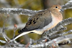 Bird photo: A mourning dove on a branch, close up.