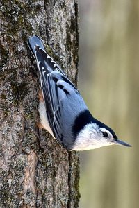 Bird photo: a nuthatch on the side of a tree, facing downwards.