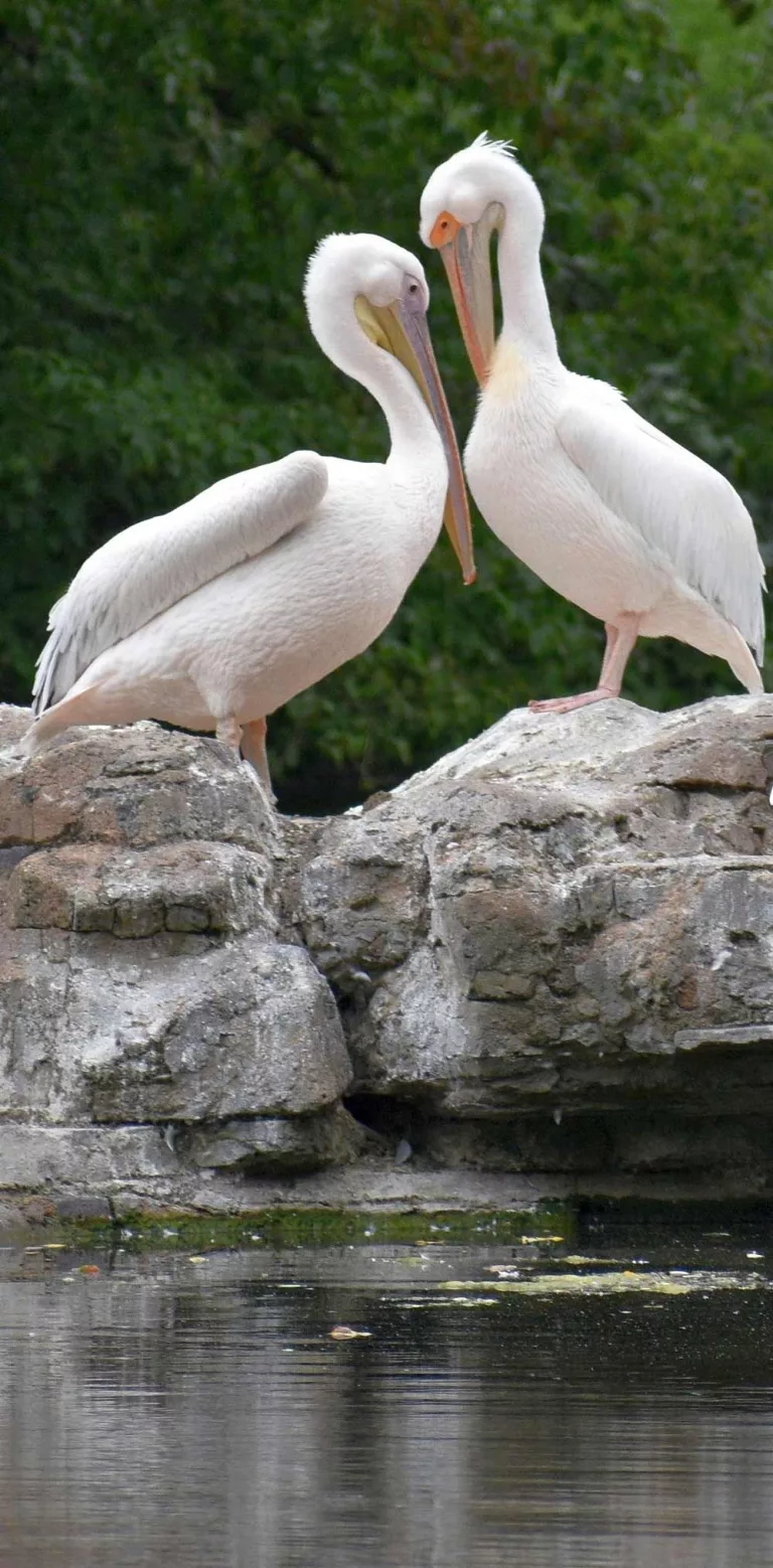Two pelicans facing each other, beak to beak
