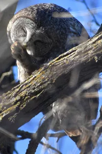 Bird photo: A great grey Owl sits in a tree and preens his foot.