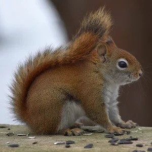 Squirrel photo: a red squirrel sitting pretty, facing right.
