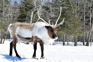 Animal photo: a caribou standing in snow, facing right, with a forest in the background.