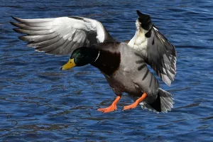 Bird photo: a mallard duck landing in water, feet first.