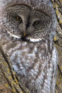 Bird photo: a close-up of a great grey owl.