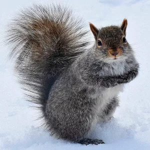 Animal photo: a grey squirrel posing, standing in snow.