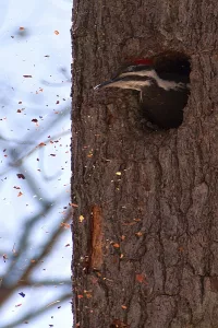 Bird photo: a female pileated woodpecker housecleaning. There are a lot of specks of dirt flying in the air.