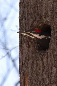 Bird photo: a female pileated woodpecker sticking her head out of a hole in a dead tree.