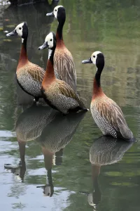 Four White-Faced Whistling Ducks standing, facing left, in water