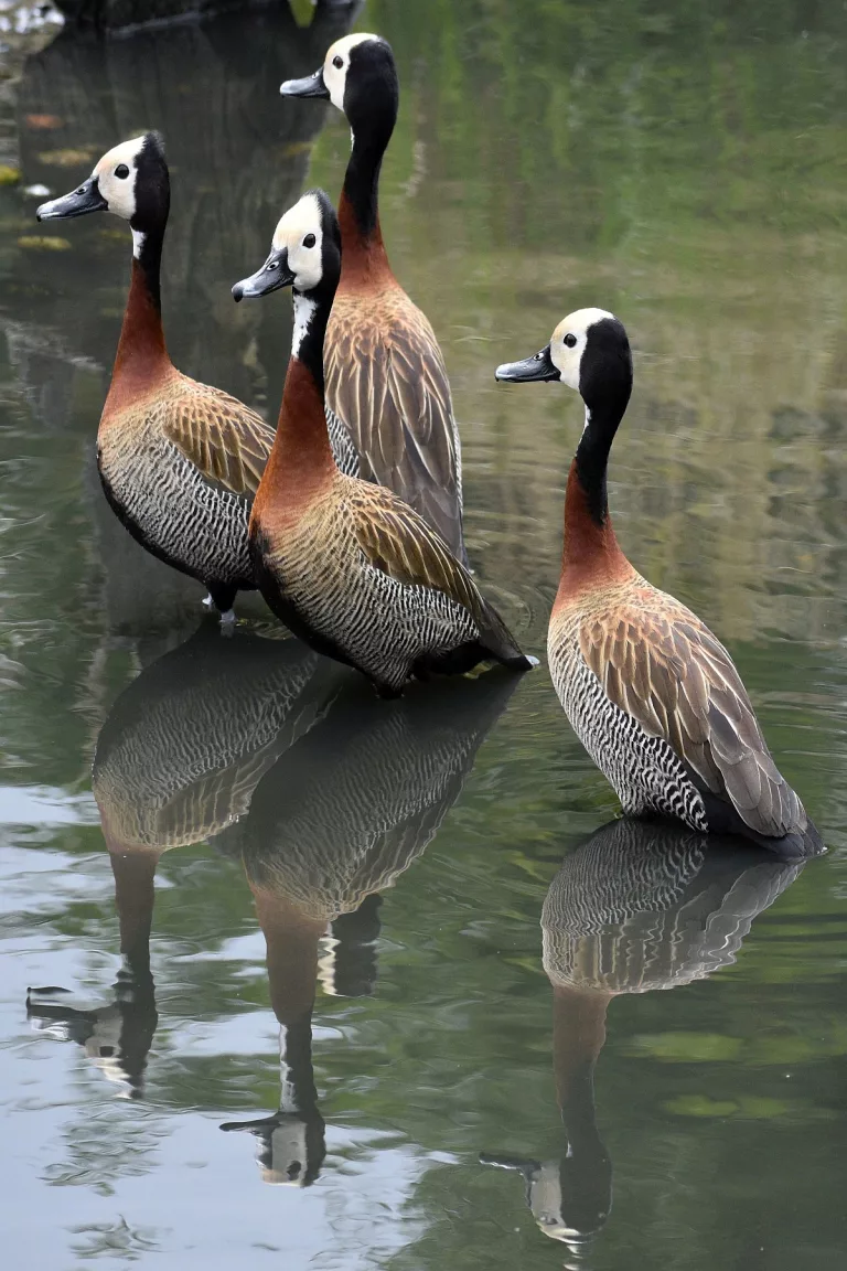 Four White-Faced Whistling Ducks standing, facing left, in water