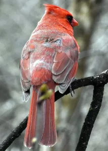 Rear view of a male cardinal