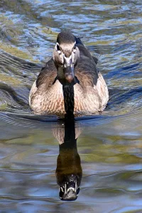 Duck photo: Female wood duck swimming to you head-on.