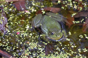 Frog photo: A green frog in water, seen from above.