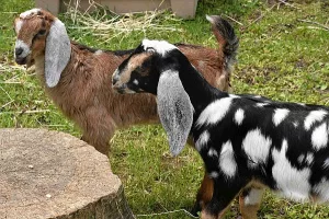 Goat photo: Two baby Nubian goats with their long ears.