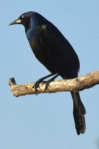 Bird photo: A grackle on a branch, looking left, with blue sky background.