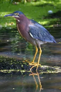Heron photo: A gren heron standing tall and looking left.