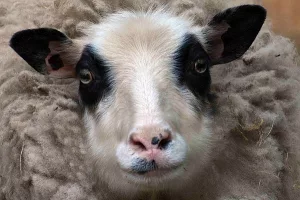 Sheep photo: Close up of the head of a white sheep with black around its eyes.