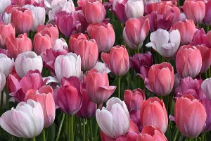 Tulip Photo: pink and white tulips.