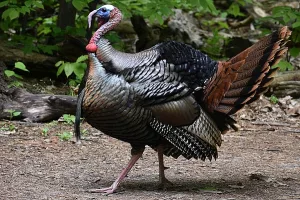 Turkey photo: A turkey walking to the left, strutting his stuff!