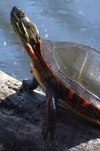 Turtle photo: A painted turtle close up, with head held high.