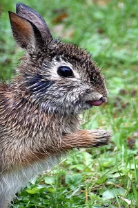Rabbit Photo: Close up of a rabbit eating in the rain.