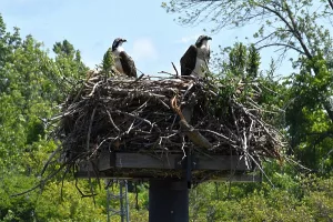 Bird of Prey photo: two ospreys sitting on a nest.