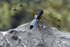 Dragonfly photo: A blue Corporal dragonfly is sitting on the top of a rock, facing away.