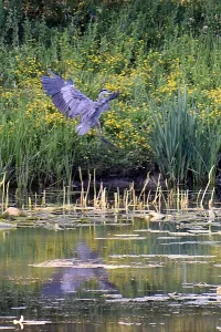 Heron photo: a great blue heron is flying to a landing spot at the edge of the water.