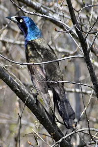 Bird photo: A grackle sitting in a tree.