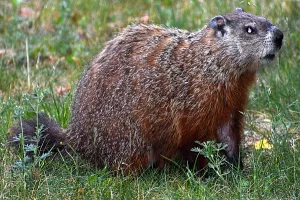 Groundhog photo: A close up of a groundhog sitting on grass and facing right.