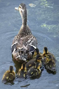 Duck photo: A mother mallard duck is swimming away, with seven ducklings swimming behind her.