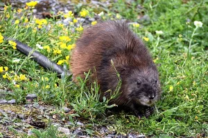 Muskrat photo: a small muskrat is sitting on grass and weeds. You can see its rather long tail.