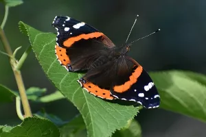 Butterfly photo: A Red Admiral butterfly sits on a green leaf, wings spread open and antennas easy visible.