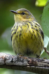 A warbler bird with tiger striped breast.