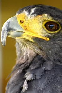 Close up of a Harris's Hawk.