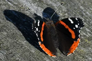 Close up of a red admiral butterfly, wings open.