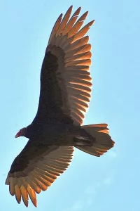 Close up of a turkey vulture in flight with the sun showing wing detail.