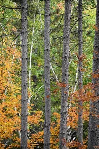Orange and green foliage, and birches, behind a row of trees.