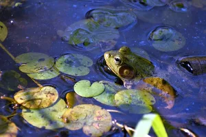 A frog sitting in water surrounded by lily pads.