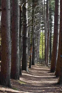 A path through the forest with tall trees on each side.