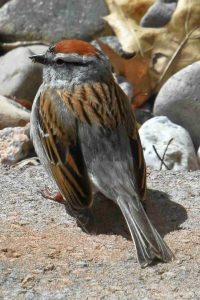 Sparrow with a bright rufous cap, facing left, with rocks and leaves in the background.