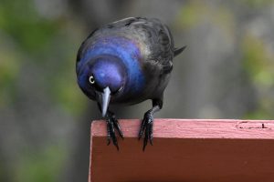 A male grackle with quite the expression!