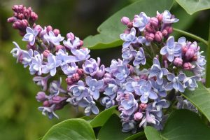 Beautiful blossoms of a lilac tree.